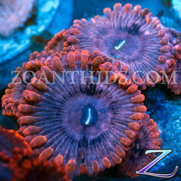 Red Cyclops Zoanthids