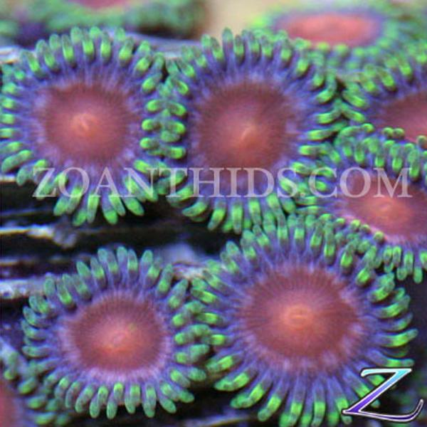 Red Dragon Zoanthids