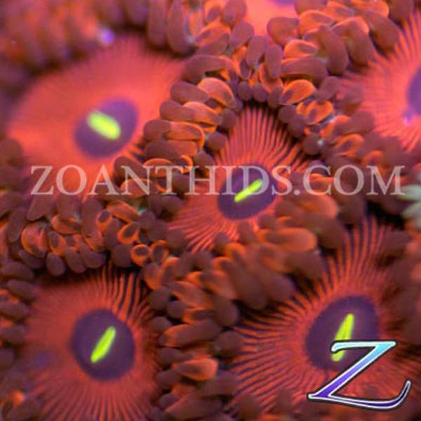Red People Eaters Zoanthids