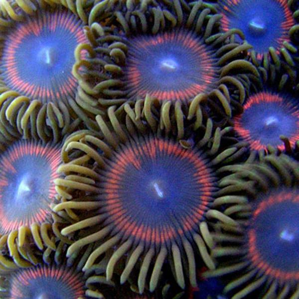 Red Ring AOG Zoanthids