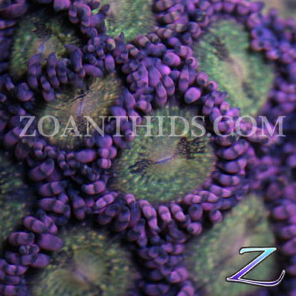 Reverse Space Monster Zoanthids