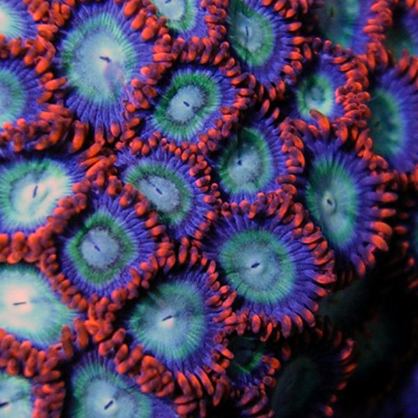 Scrazy Zoanthids