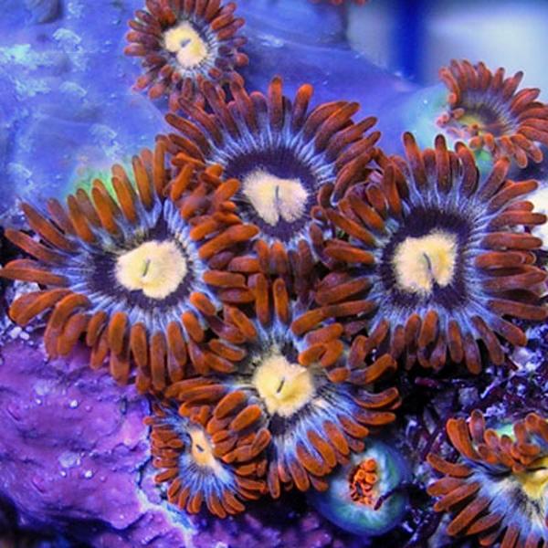 Screaming Hawks Zoanthids