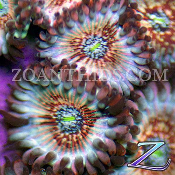 Seduction People Eater Zoanthids