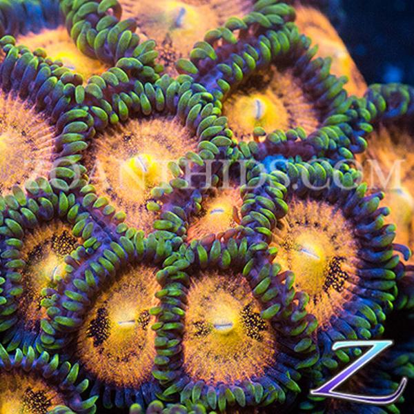 Side Show Zoanthids