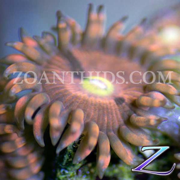 Silly Sioux Zoanthids