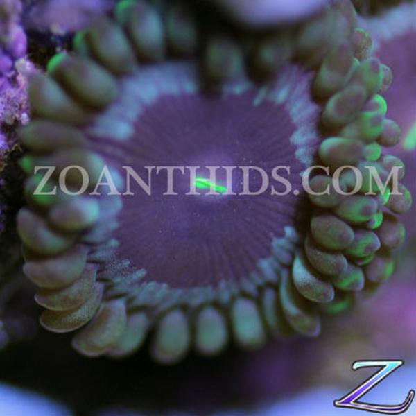 Silver Lining People Eater Zoanthids