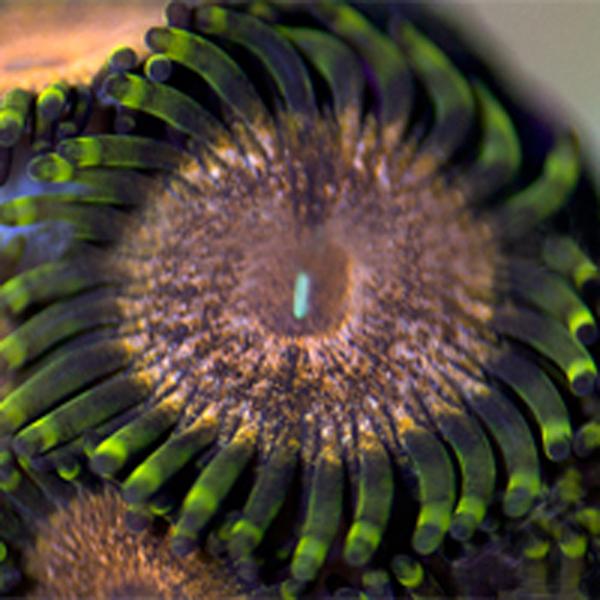 Solid Gold Zoanthids