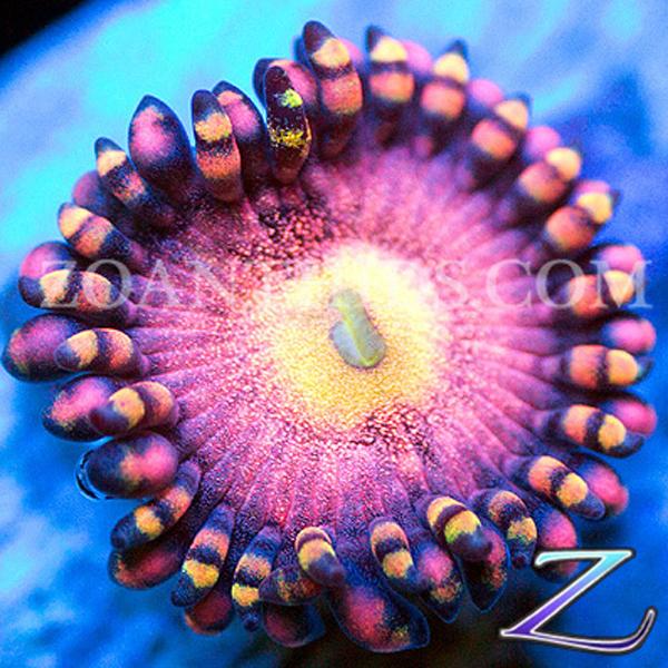 Sombrero Zoanthids