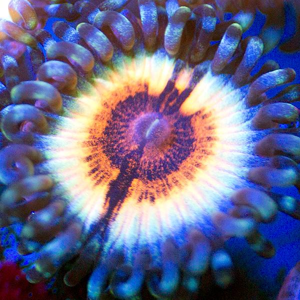 Sonic Flare Zoanthids
