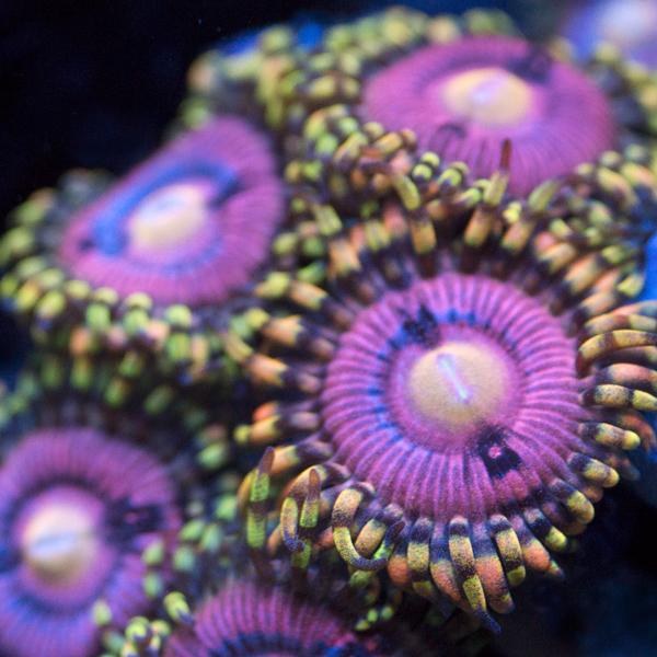 Sorceress Zoanthids
