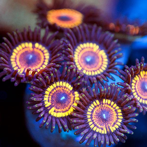 Stairway to Heaven Zoanthids