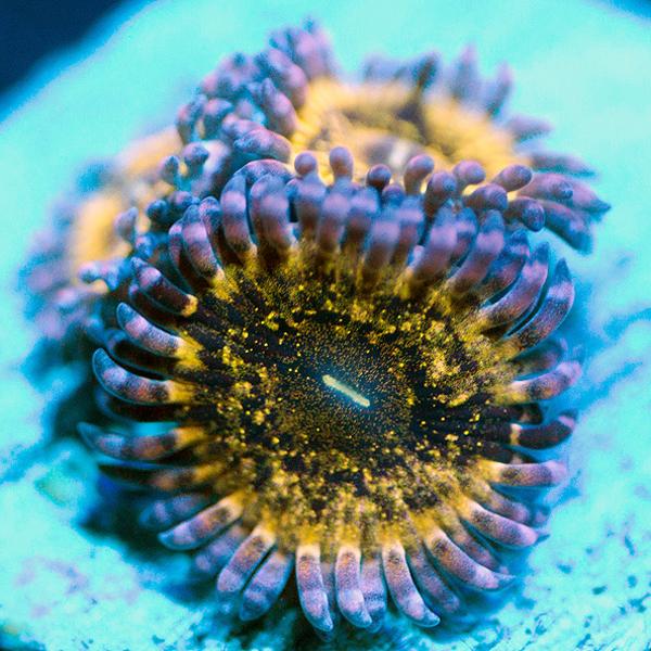 Stratocaster Zoanthids