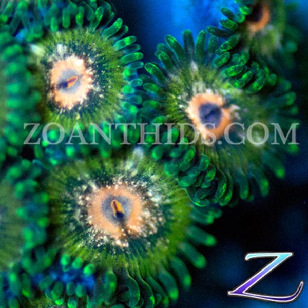 Swamp Thing Zoanthids