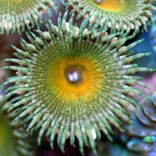 Syndrome Zoanthids