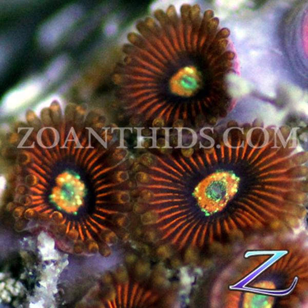 Time Machine Micro Zoanthids