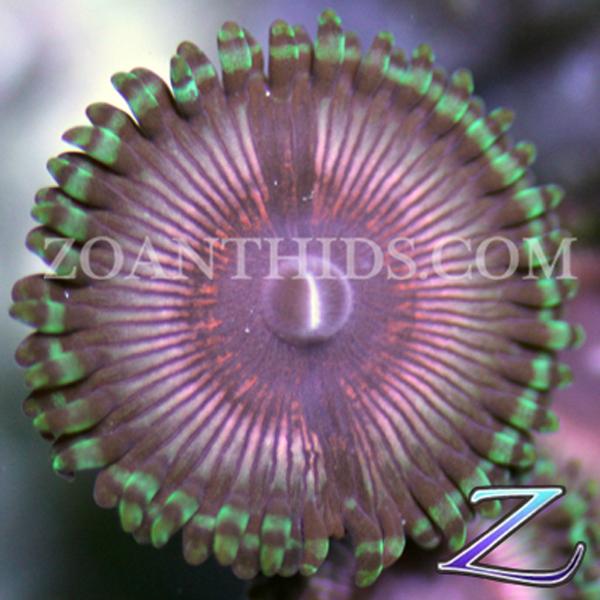 Tomahawk Zoanthids