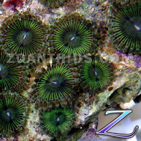 Tortugas Zoanthids