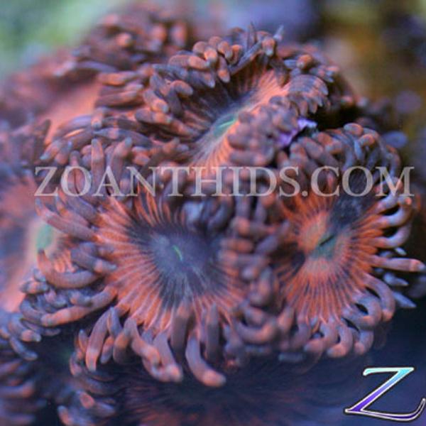 Tribal Fusion Zoanthids