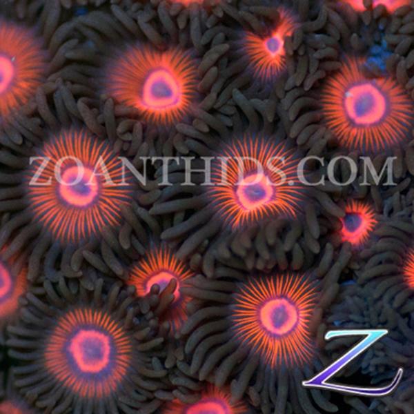 Triple X Zoanthids