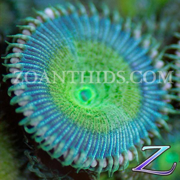 True Brew Zoanthids