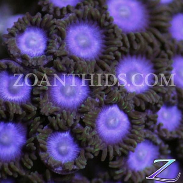 Tubbs Blue Zoanthids