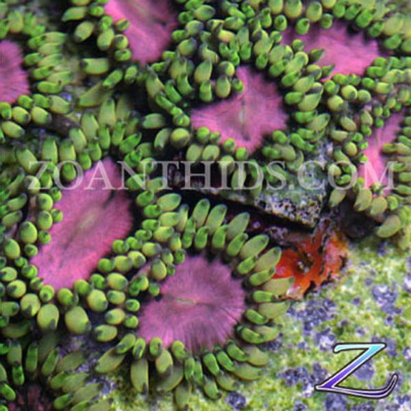 Tyree Space Monster Zoanthids