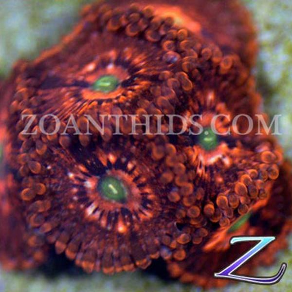 Ultimate Chaos Zoanthids