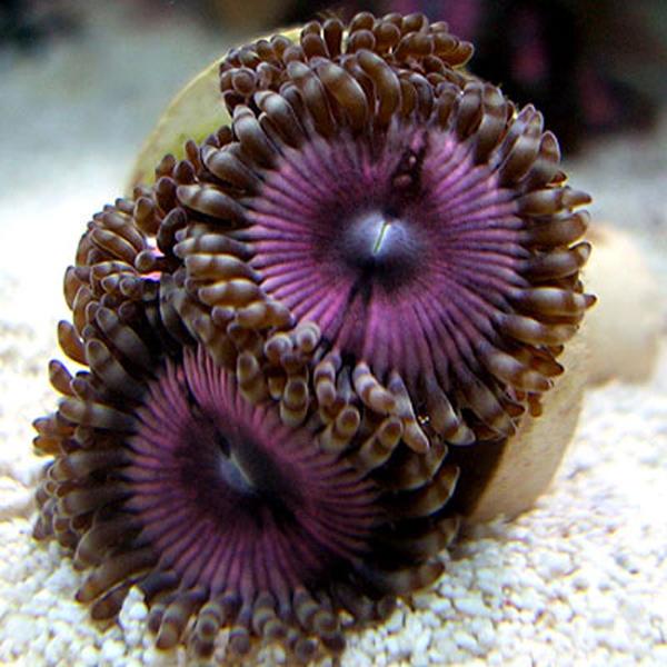 Ultimate Pinks Zoanthids