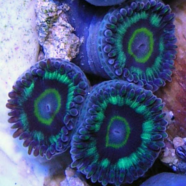 Vipers Zoanthids