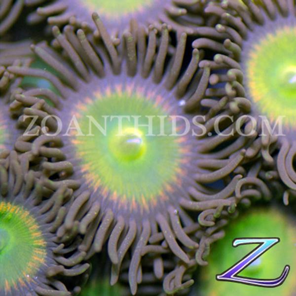 Warhead Rainbow Zoanthids