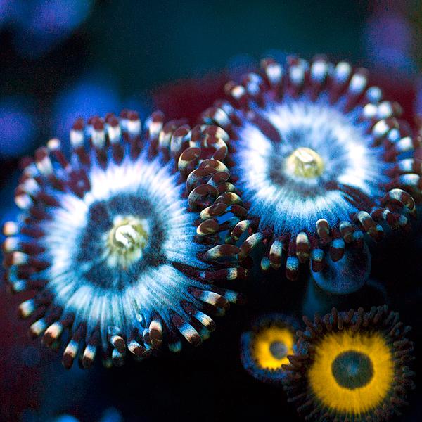 Warlords Zoanthids