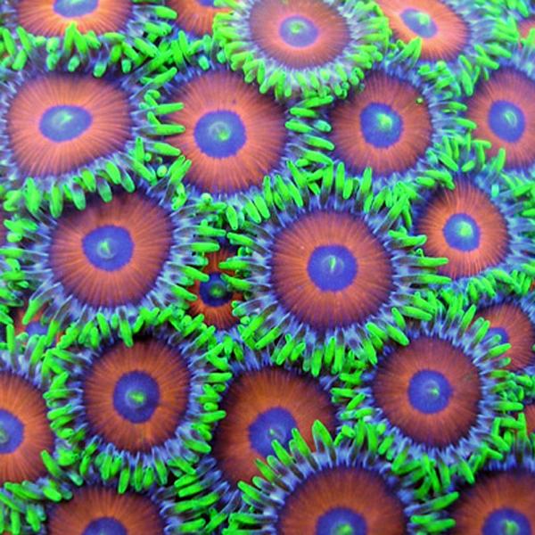 Whammin Watermelon Zoanthids