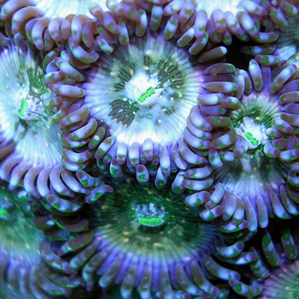 White People Eater Zoanthids