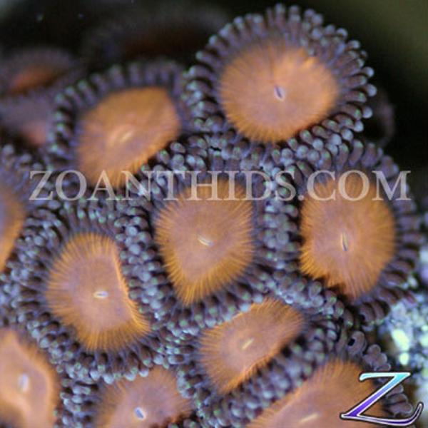 White Tiger Zoanthids