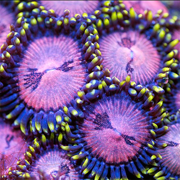 WWC Space Monster Zoanthids